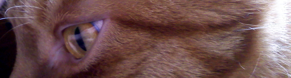 This Squirrel's Nuts